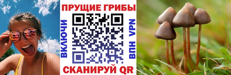 Псилоцибиновые грибы Cubensis  Юрьев-Польский 